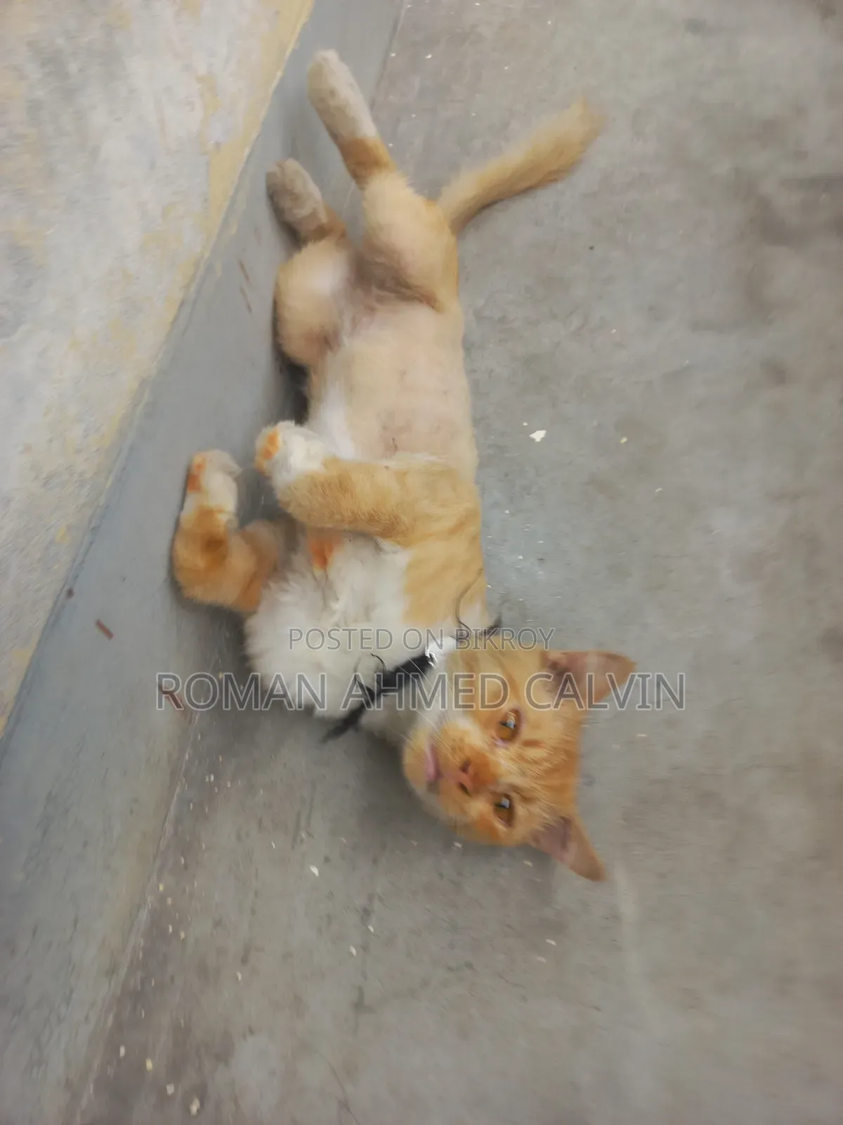 3-6 Months Male Mixed Breed Persian