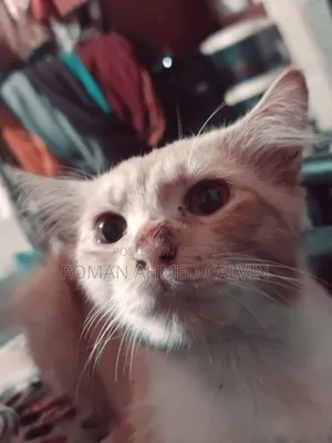 3-6 Months Male Mixed Breed Persian
