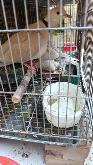 ঘুঘু পাখি বাচ্চা সহ