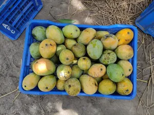 বাগানের পাকা তাজা আম