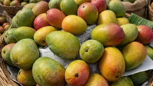 Fresh Ripe Mangoes from the Garden