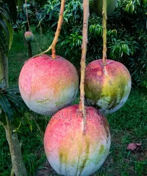 Fresh Ripe Mangoes from the Garden