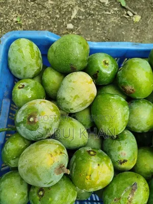 Fresh Ripe Mangoes from the Garden