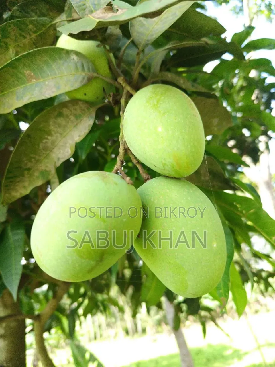 Fresh Ripe Mangoes from the Garden