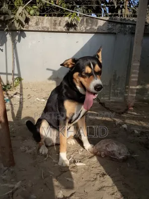 1+ Year Female Mixed Breed Dog