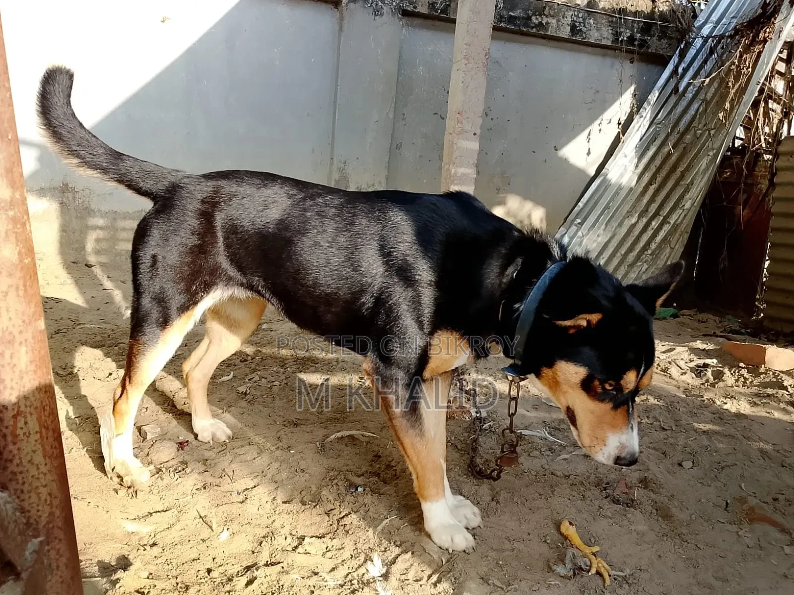 1+ Year Female Mixed Breed Dog