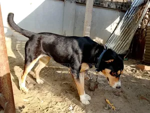 1+ Year Female Mixed Breed Dog