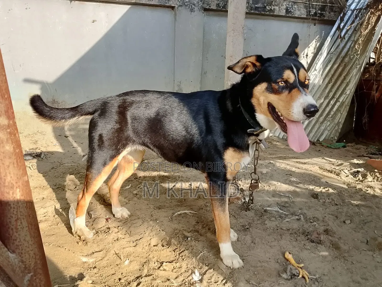 1+ Year Female Mixed Breed Dog