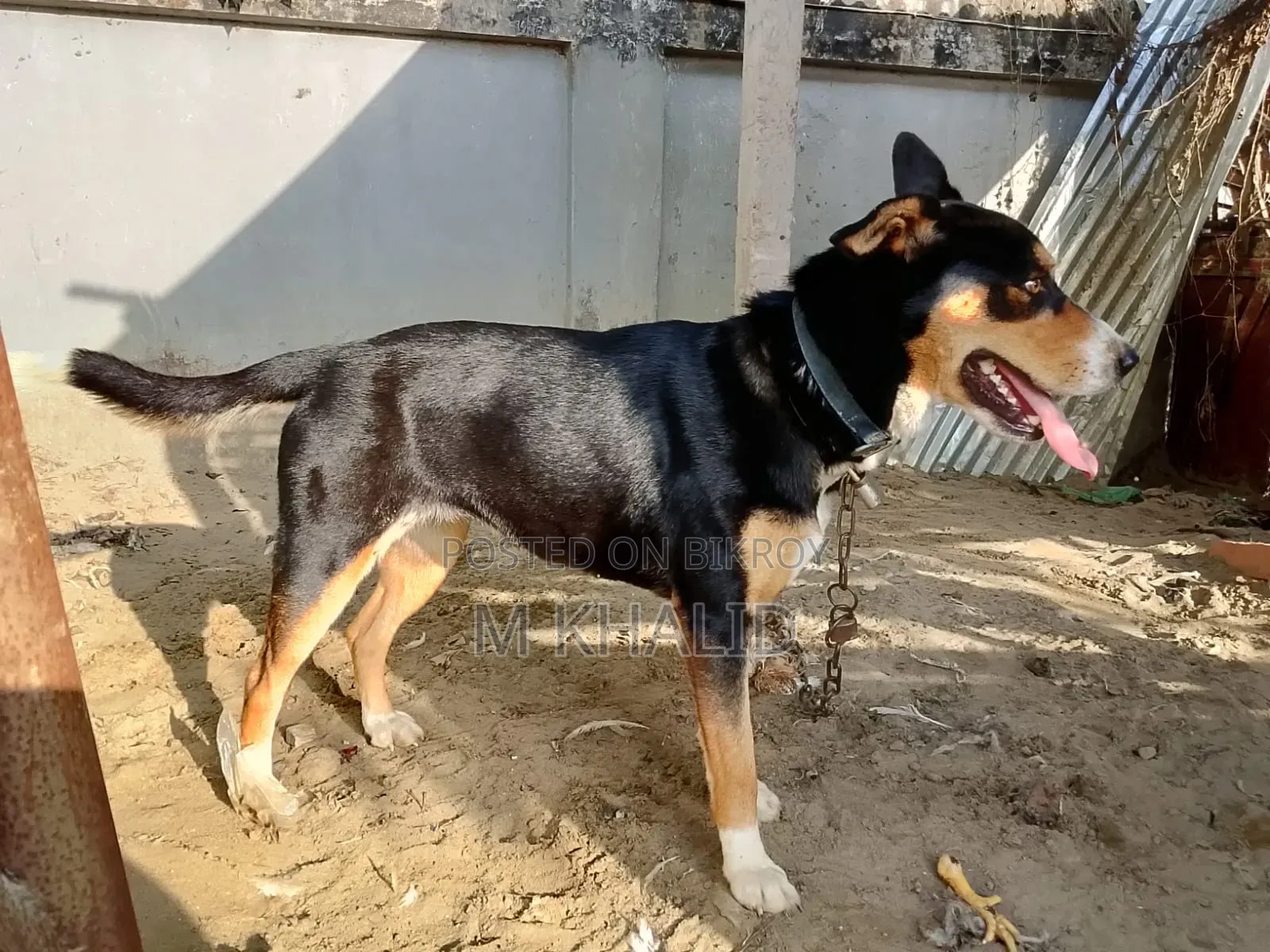 1+ Year Female Mixed Breed Dog