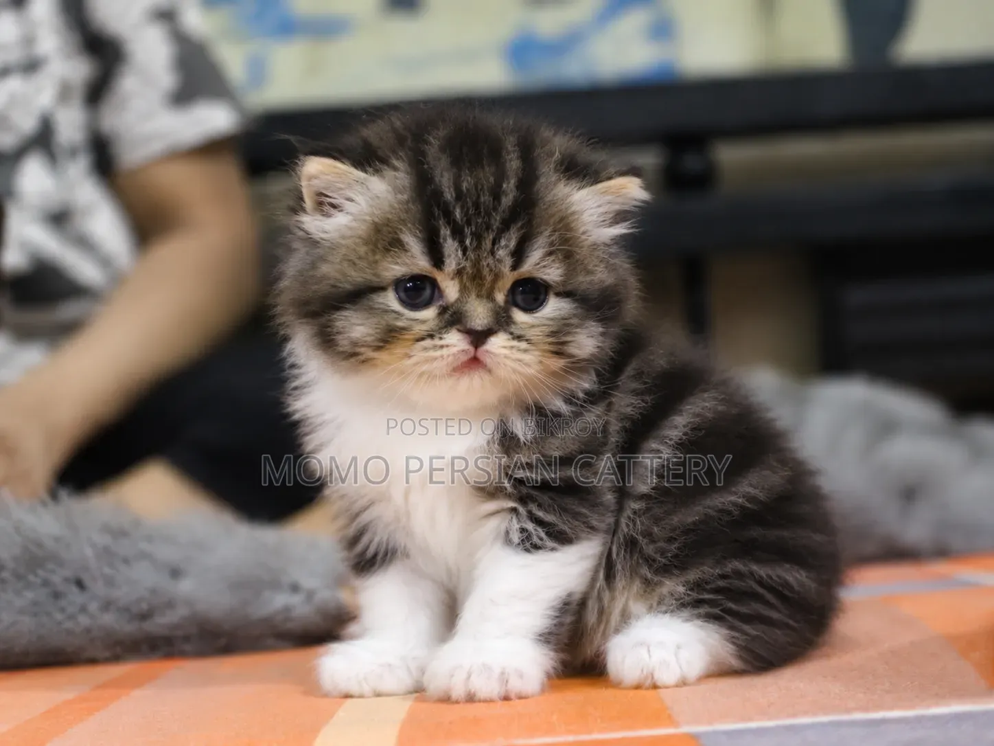 0-1 Month Male Purebred Persian