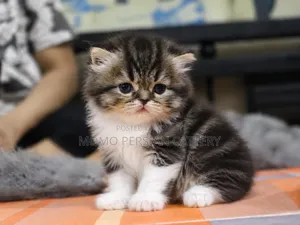 0-1 Month Male Purebred Persian