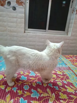 ৬-১২ মাস বয়সী পুরুষ পিওরব্রেড পার্সিয়ান