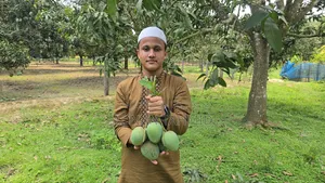 রাজশাহীর বিখ্যাত হিমসাগর আম