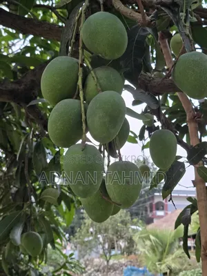 রাজশাহীর বিখ্যাত হিমসাগর আম