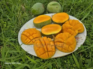 রাজশাহীর বিখ্যাত হিমসাগর আম