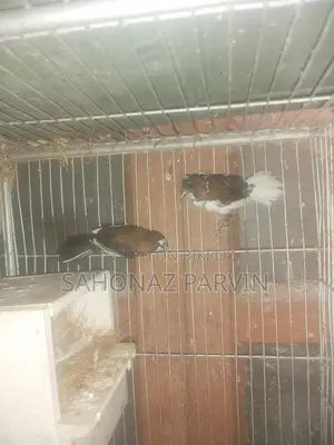 বেঙ্গলি বার্ড (ফস্টার পেয়ার)