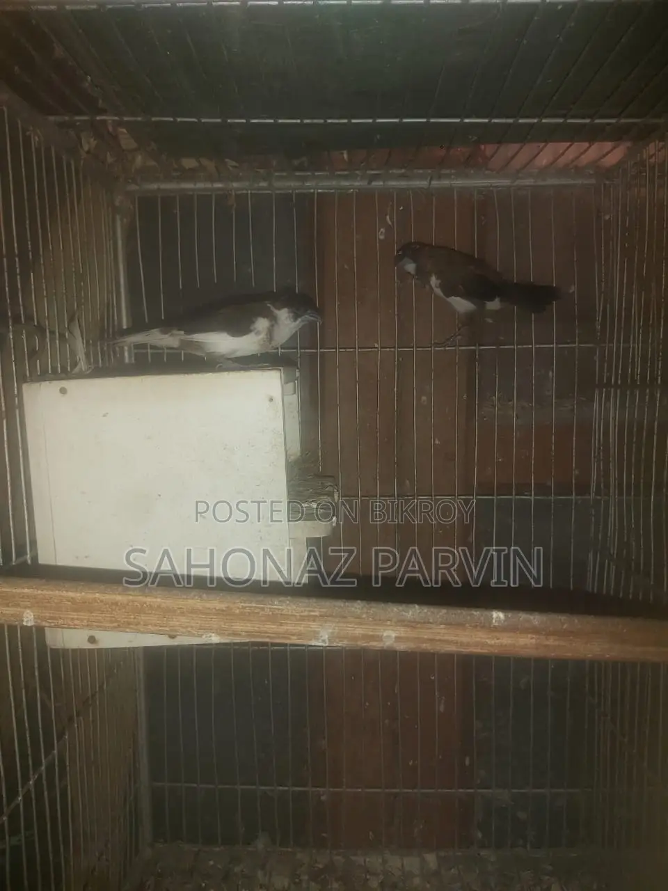 বেঙ্গলি বার্ড (ফস্টার পেয়ার)