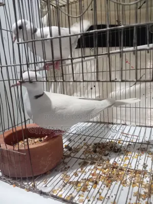A pair of Australian Ice Color Ring Neck Dove birds for sale
