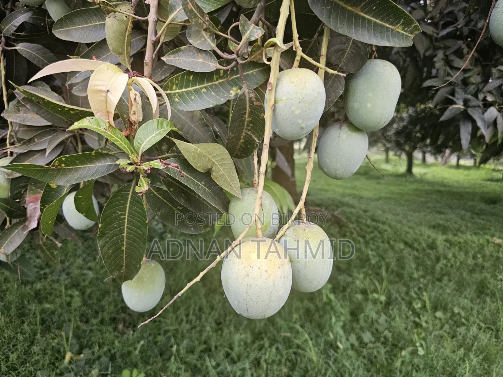 আমের রাজা ল্যাংড়া আম