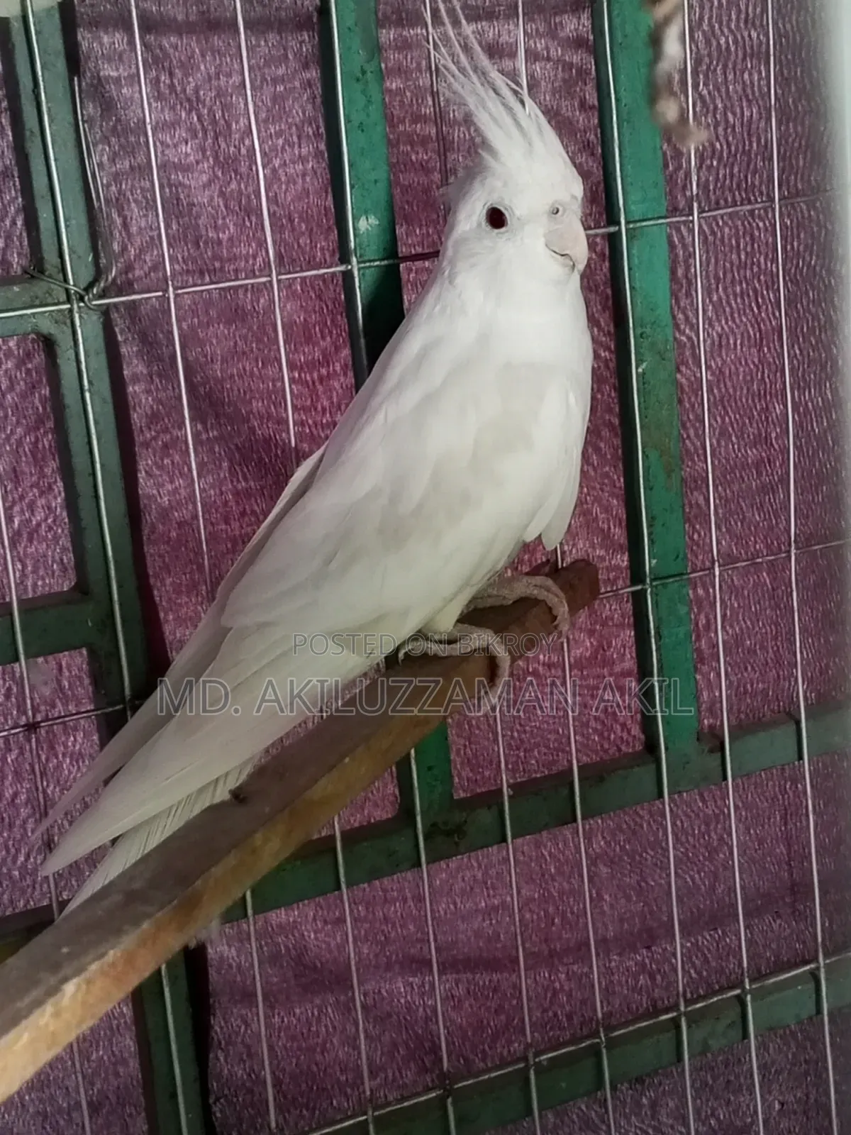 One male bird