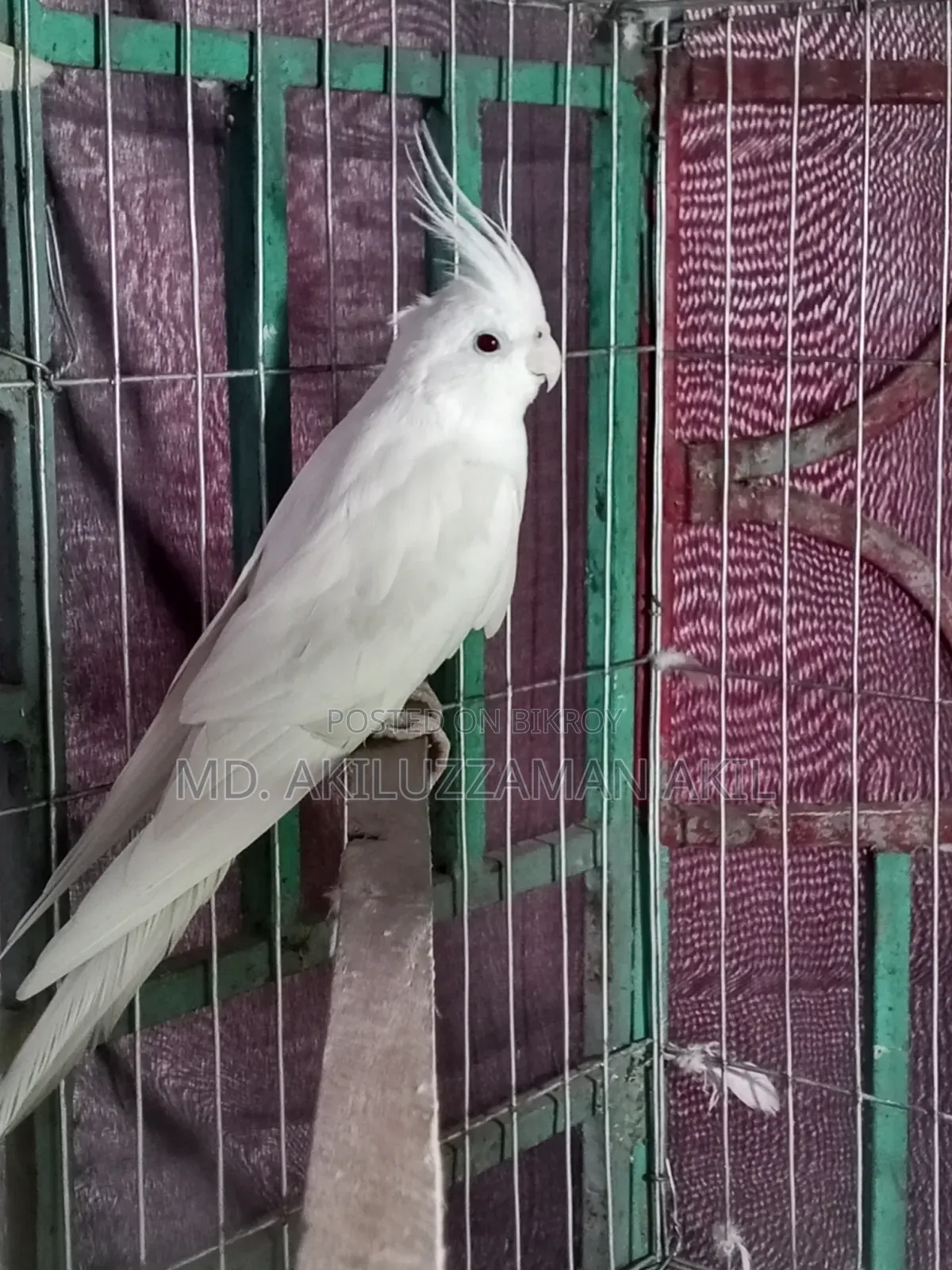 One male bird