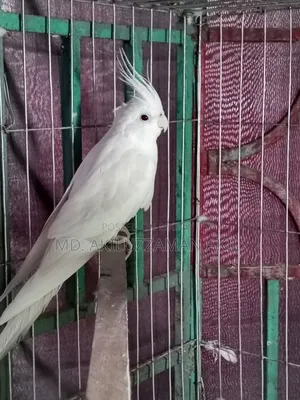 One male bird