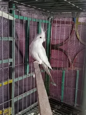 One male bird