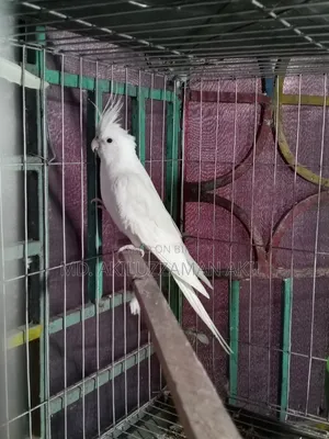 One male bird