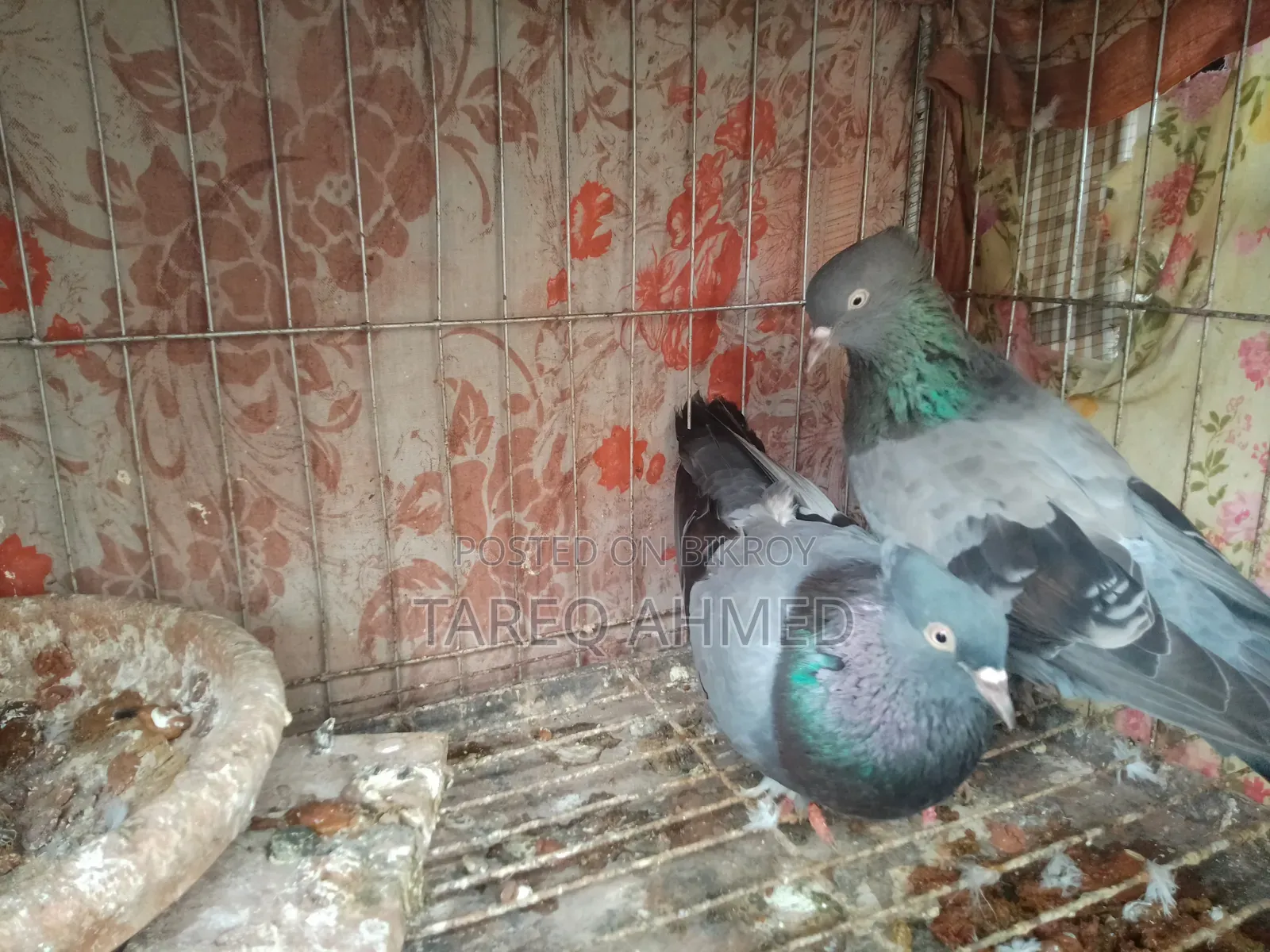 Rajshahi Sabji Giribaz Pigeon