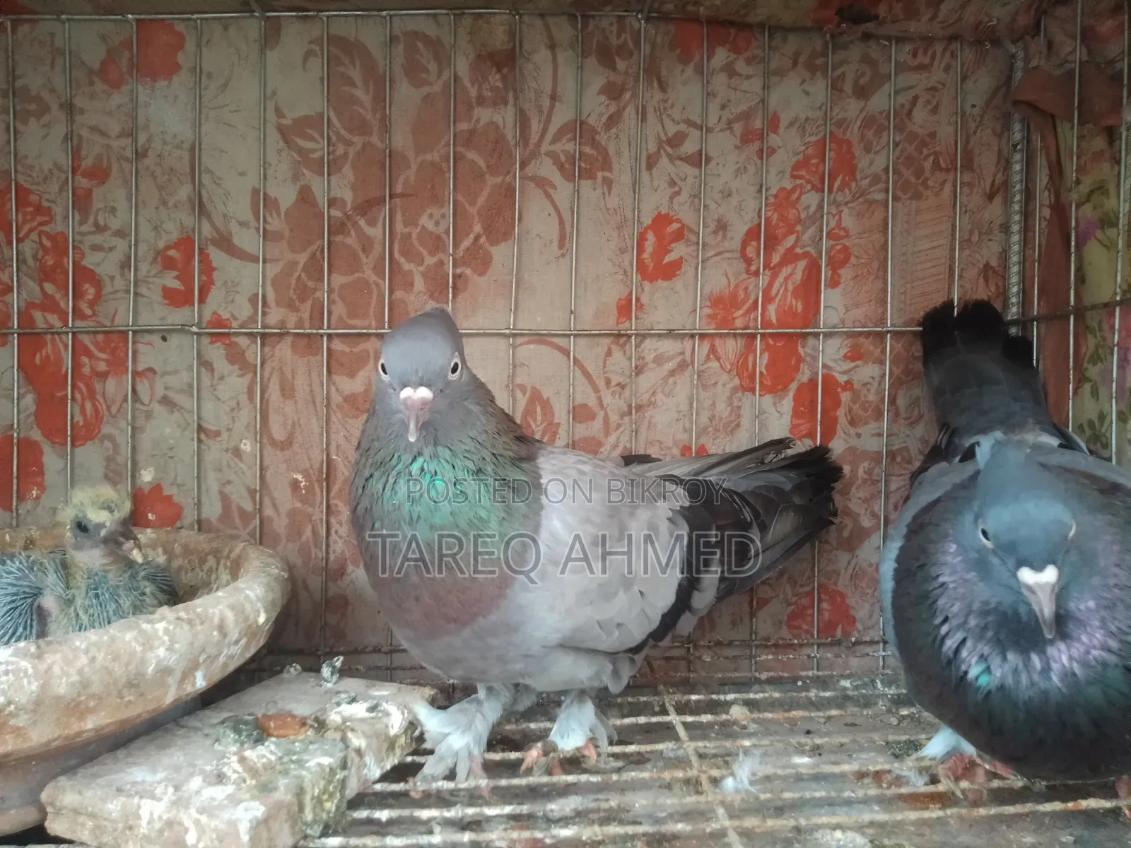 Rajshahi Sabji Giribaz Pigeon