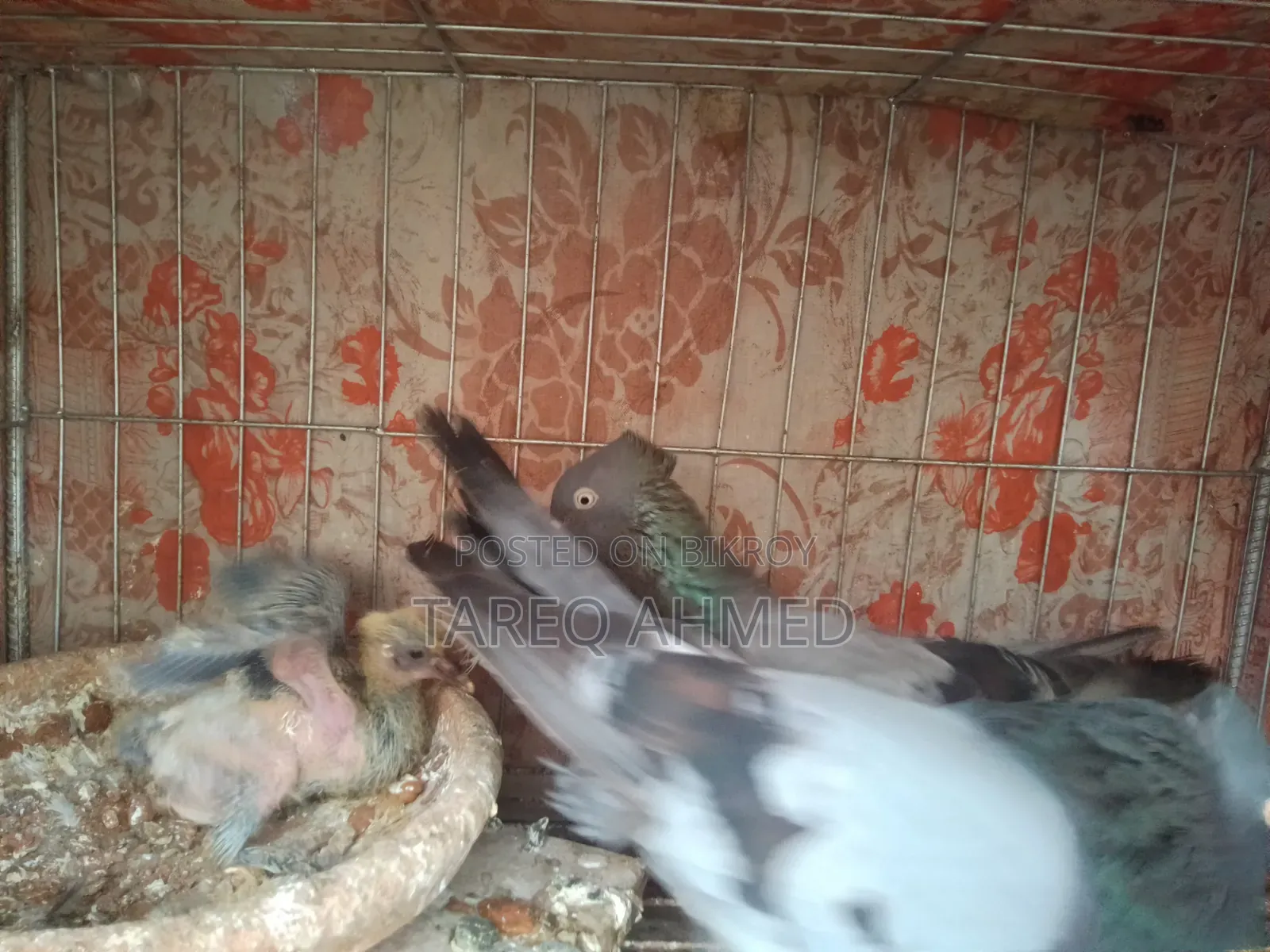 Rajshahi Sabji Giribaz Pigeon