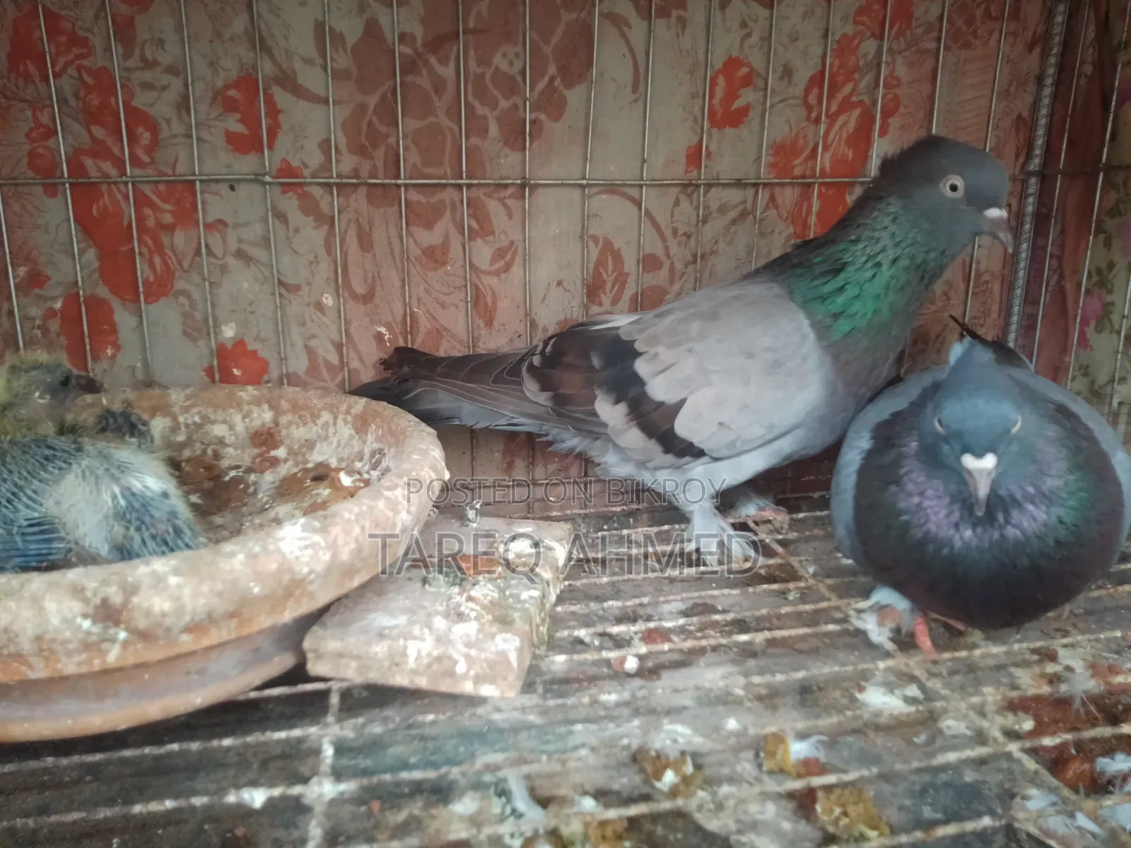 Rajshahi Sabji Giribaz Pigeon