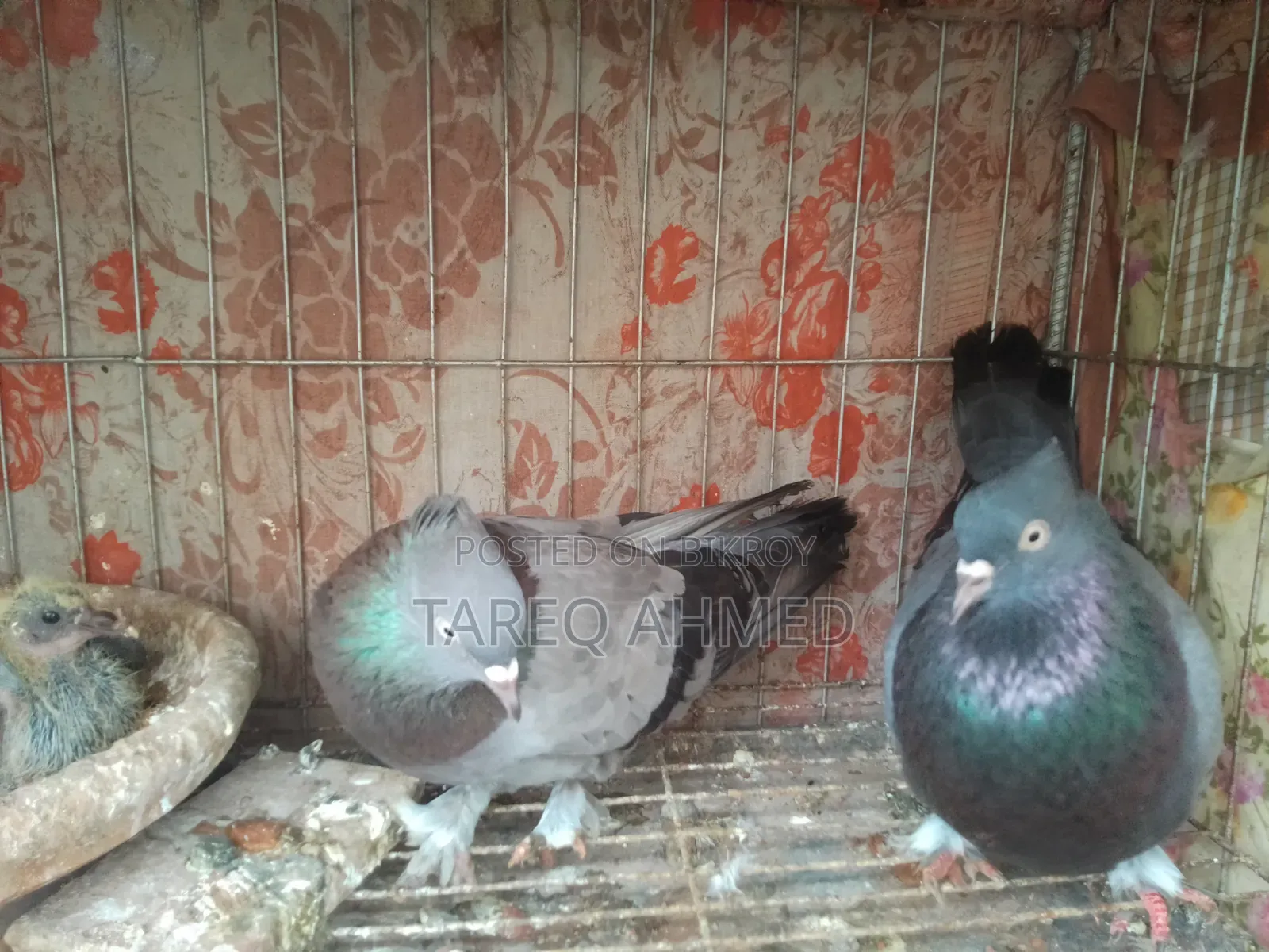 Rajshahi Sabji Giribaz Pigeon