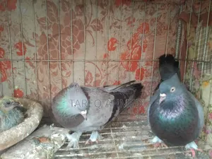 Rajshahi Sabji Giribaz Pigeon