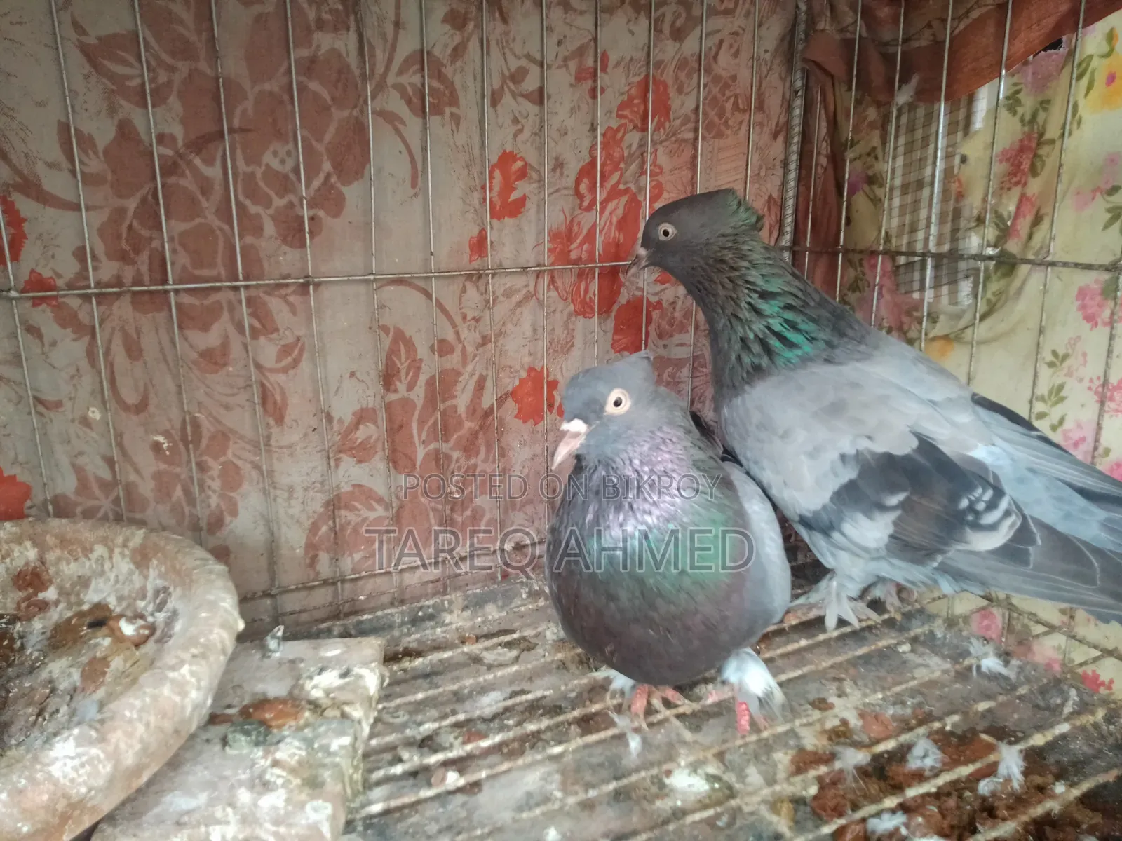 Rajshahi Sabji Giribaz Pigeon
