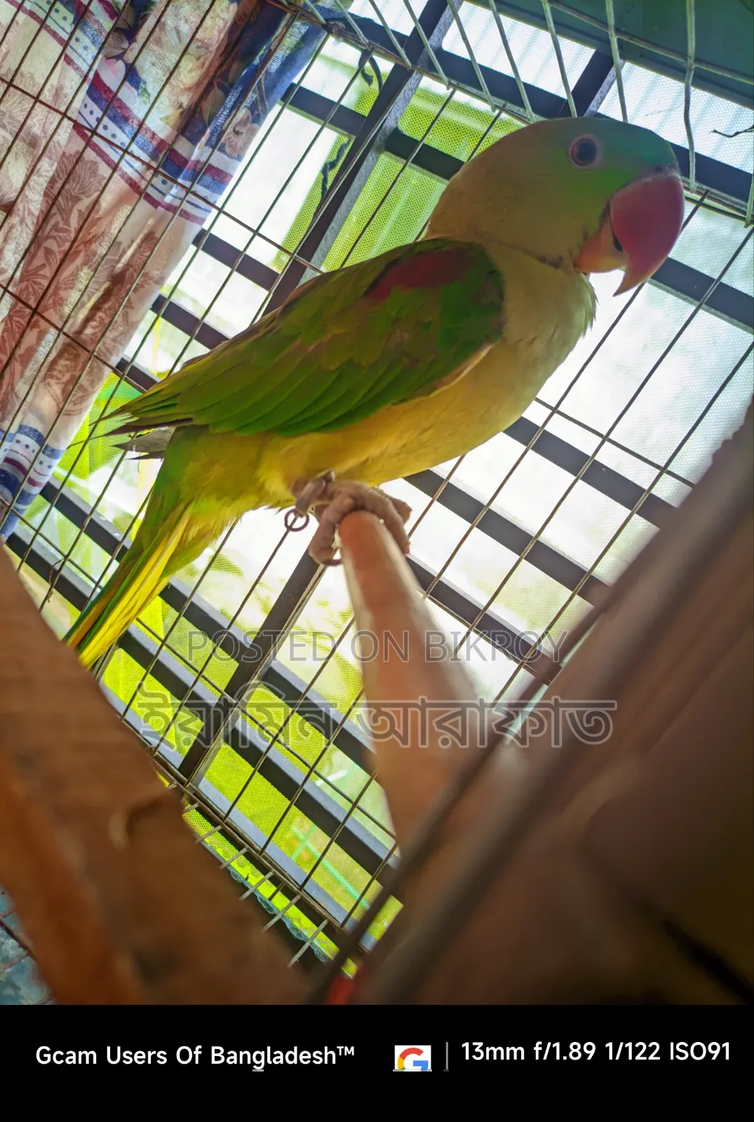 Pakistani Chandana Male Parrot