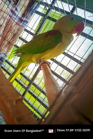 Pakistani Chandana Male Parrot