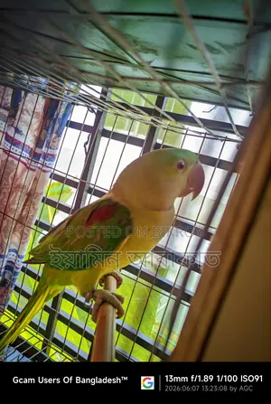 Pakistani Chandana Male Parrot