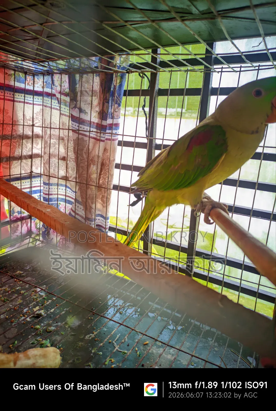 Pakistani Chandana Male Parrot