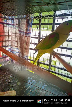 Pakistani Chandana Male Parrot