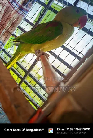 Pakistani Chandana Male Parrot