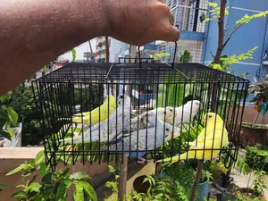 Budgerigar Birds