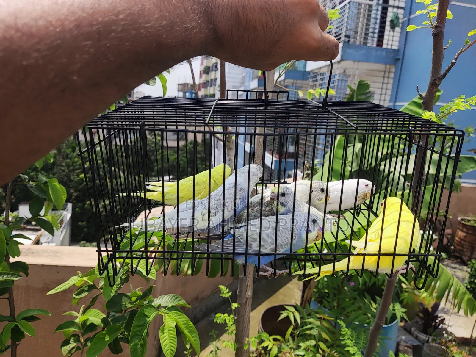 Budgerigar Birds