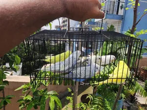 Budgerigar Birds