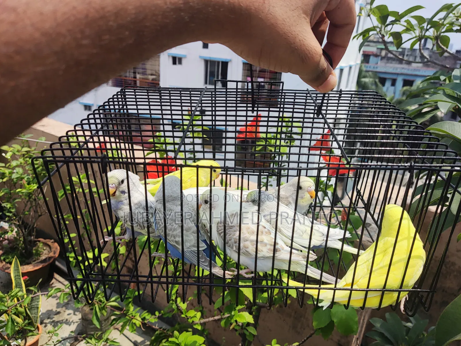 Budgerigar Birds