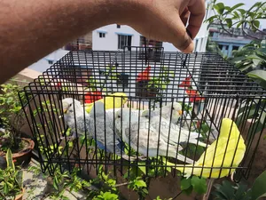 Budgerigar Birds