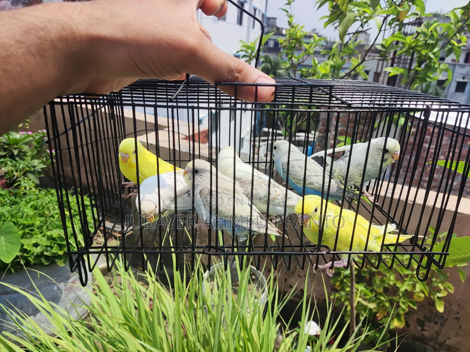 Budgerigar Birds