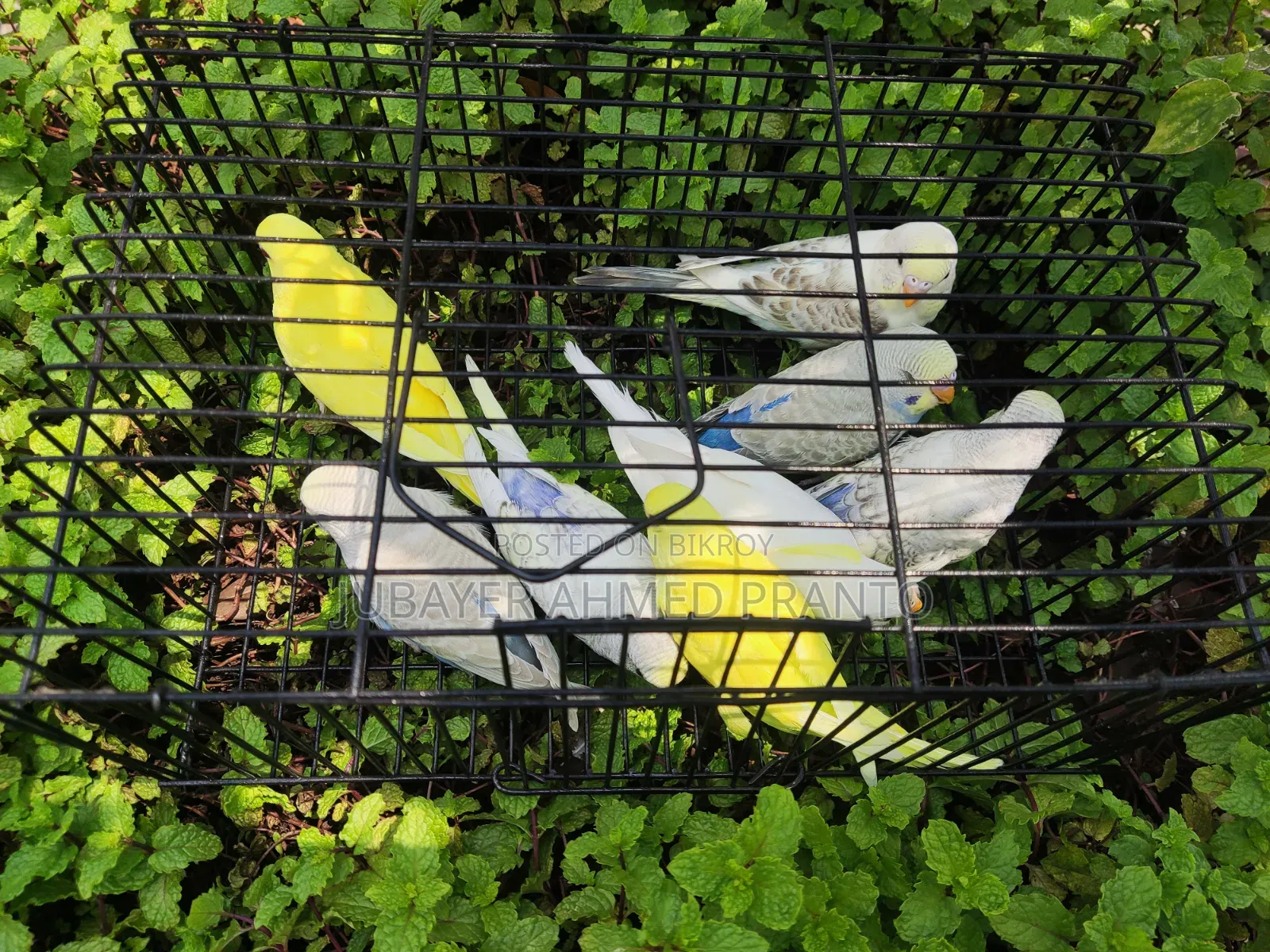 Budgerigar Birds