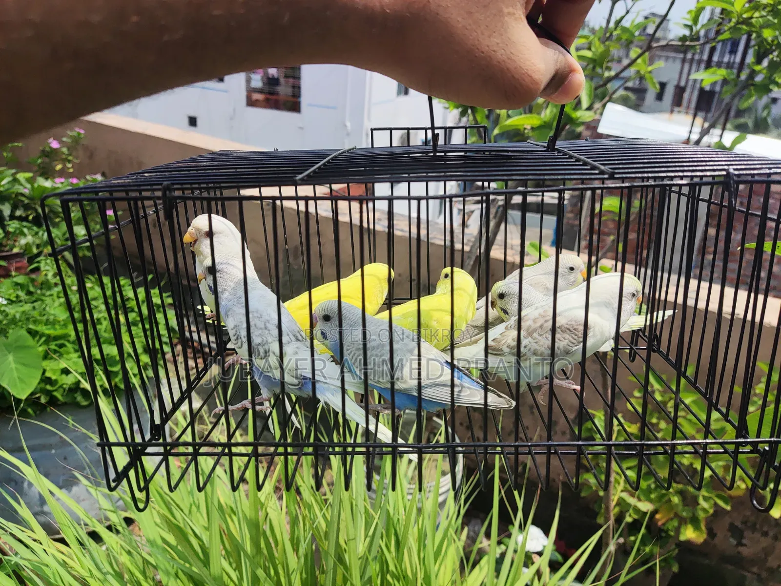 Budgerigar Birds