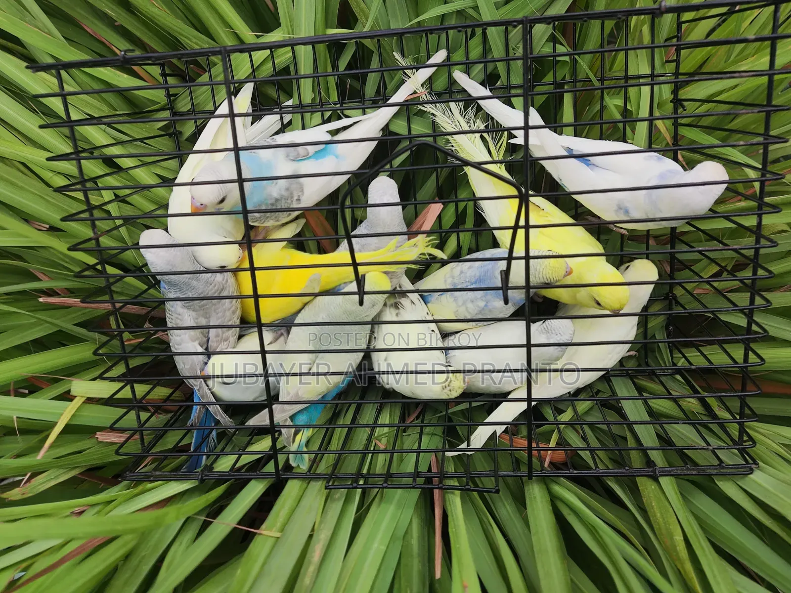 Budgerigar Birds